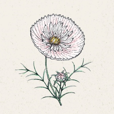 Jora Dahl Krasuľka perovitá "Cupcake Blush" Cosmos bipinnatus 1 bal.
