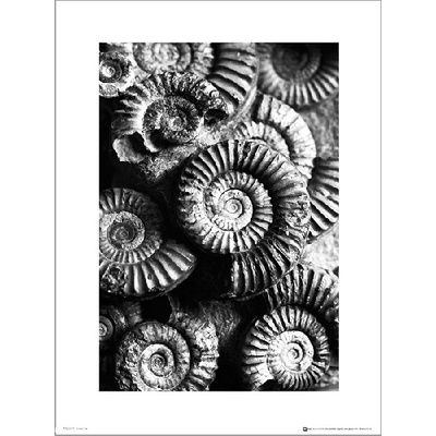 Reprodukcia Fossils Black And White