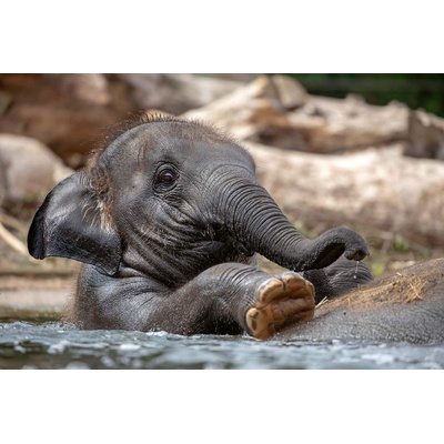 DIMEX ART Флизелинов фототапет сладко бебе слон 375 x 250 см