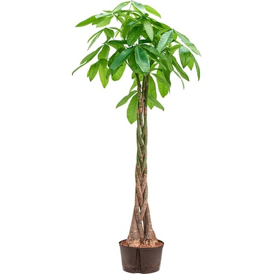 Pachira aquatica Stem braided 32/19 v.190 cm