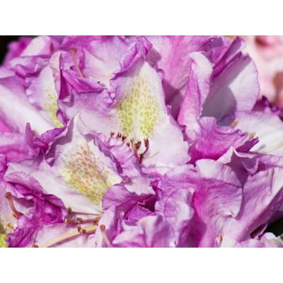 Rododendron Bohlkens Lupinenberg (kontejner C2)