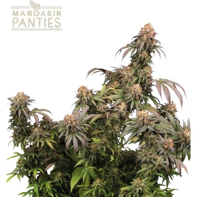 Seedstockers Mandarin Panties semena neobsahují THC 3 ks