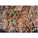 Extra carp Rubber Beads 4mm