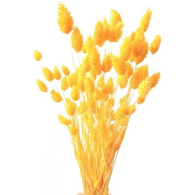 Sušený phalaris kytice/svazek ŽLUTÝ 50g