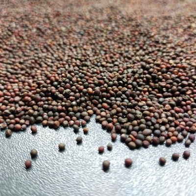 Microgreens Ružový kaleráb na mikrozeleninu 50 g
