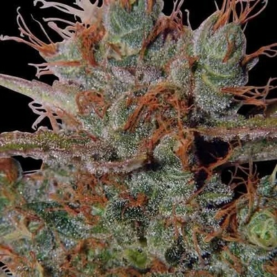 Spliff Seeds White Widow regular semienka neobsahujú THC 5 ks