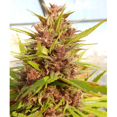 Ace Seeds Malawi x PCK semienka neobsahujú THC 1 ks