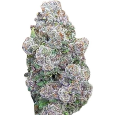 Growers Choice Mimosa Gusher semena neobsahují THC 5 ks