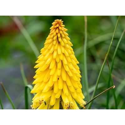 Fakľovka aloovitá Poco Yellow - Kniphofia uvaria, kont. 0,5 l