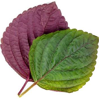 Veritable Вложка за семена Lingot Smaki Azji двуцветна перила (VLIN-S5-Shi051)