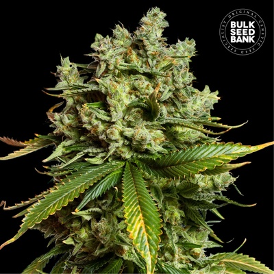 Bulk Seed Bank Auto Mimosa Famosa semienka neobsahujú THC 100 ks