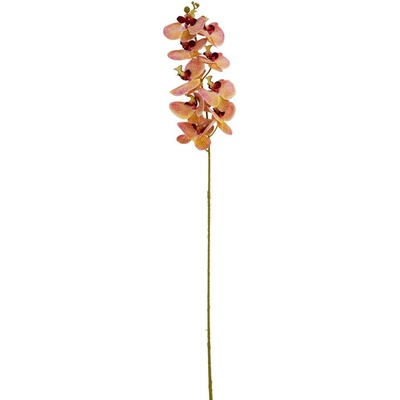 KS ORCHIDEA PHALAENOPSIS ŽLTO-RUŽOVO-BORDOVÁ 102CM
