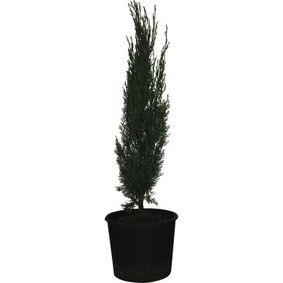 Cyprus vždyzelený 'Totem' FloraSelf Cupressus sempervirens 'Totem' 60-70cm kvetináč 3 l