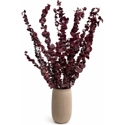 Stabilizovaný eukalyptus BABY, svazek bordó větviček 140g