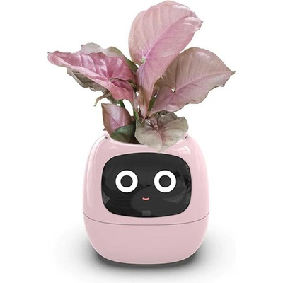 Plantsio Ivy růžový