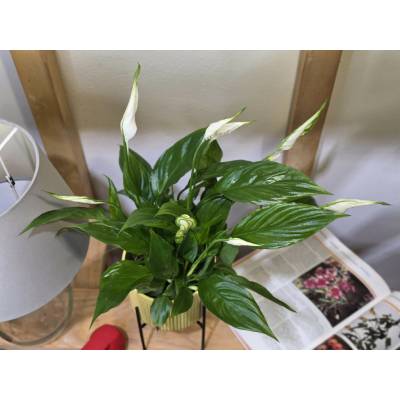 PlantBros flower Lopatkovec - Spathiphyllum Torelli
