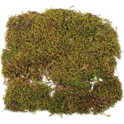 Repti Planet přírodní mech 35 x 30 cm – Zbozi.Blesk.cz