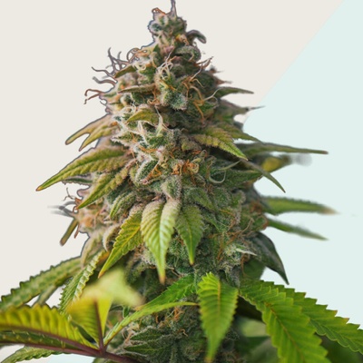 Kera Seeds Medical OG Kush CBD semienka neobsahujú THC 1 ks