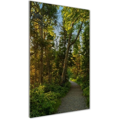 Vertikálny foto obraz sklenený Chodník v lese 50x100 cm