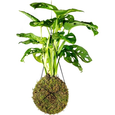 Gardners Kokedama Monstera adansonii Monkey Mask (L) Monstera, Adansonova monstera, Švýcarský sýr 1 ks