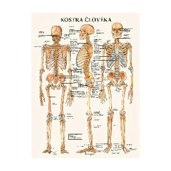 Mapa - Kostra člověka