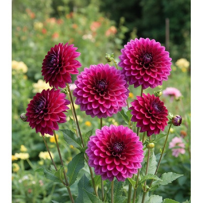 Jiřina 'Le Baron' 1 ks