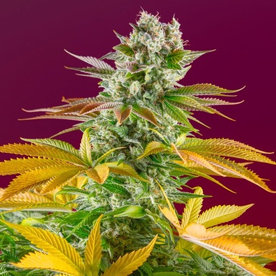 Sweet Seeds Gorilla Girl F1 Fast Version semienka neobsahujú THC 3 ks