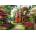 Trefl - Puzzle Davison: Victorian Villa - 1 000 piese