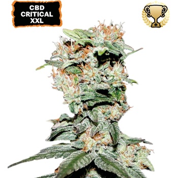 Seedstockers CBD Critical XXL semena neobsahuji THC 5 ks
