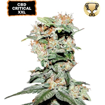 Seedstockers CBD Critical XXL semena neobsahuji THC 3 ks