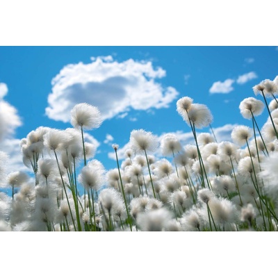 DIMEX ART Флизелинов фототапет цъфтящ памук 375 x 250 см