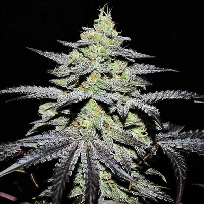 Delicious Seeds Gr-Ape semena neobsahují THC 3 ks