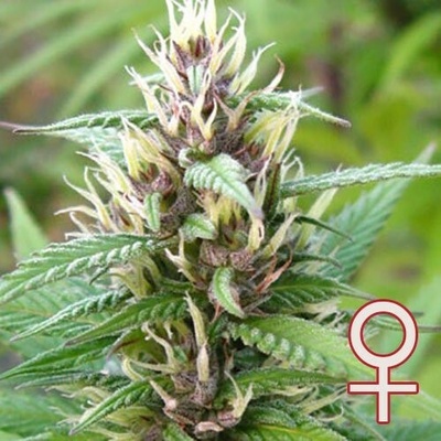 KC Brains Seeds Mind Bender semena neobsahují THC 5 ks