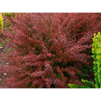 Dráč Thunbergov Red Dream 30-50 cm, kont. 2 l