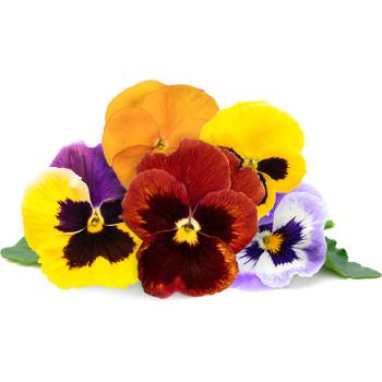 Veritable Вложка за семена Lingot декоративни градински теменужки (VLIN-D5-Pen069)