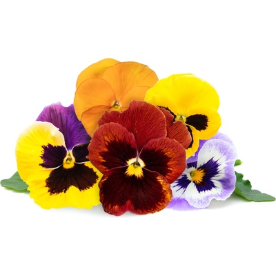 Veritable Вложка за семена Lingot декоративни градински теменужки (VLIN-D5-Pen069)