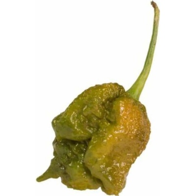 CHILLIMAT Semena Chilli Big Black Mama 10 ks