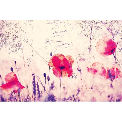 DIMEX ART Флизелинов фототапет винтидж макове 375 x 250 см