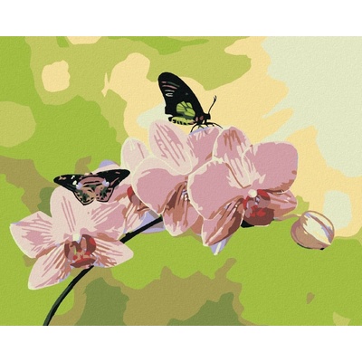 zuty Malování podle čísel Orchidej s motýlky 100 x 80 cm bez rámu a bez vypnutí plátna