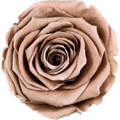 Stabilizovaná růže Rose Amor XL cappuccino (hlava)