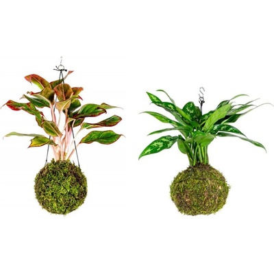 Gardners Set Kokedam Aglaonemy (L) Aglaonema, Spící panna