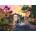 Ravensburger - Puzzle Look & Find No. 1 - Enchanted Lands - 1 000 piese