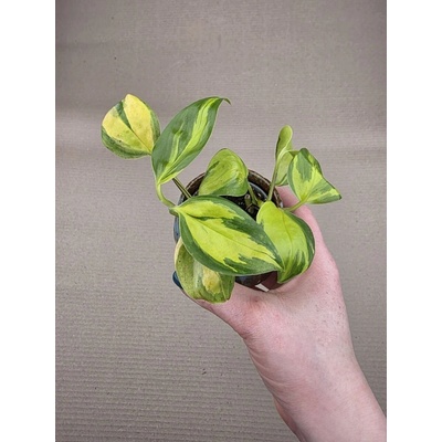 Philodendron hederaceum Brasil mini