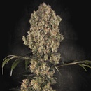Paradise Seeds White Berry semena neobsahují THC 5 ks