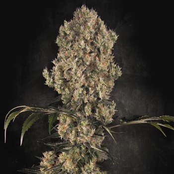Paradise Seeds White Berry semena neobsahují THC 5 ks