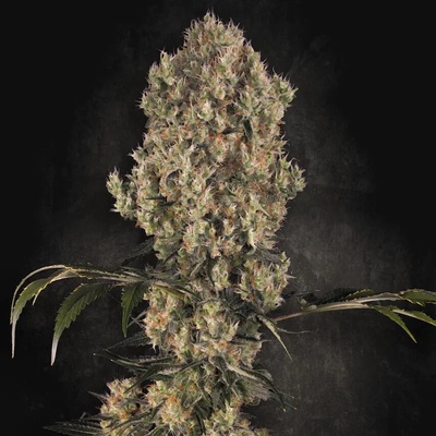 Paradise Seeds White Berry semena neobsahují THC 10 ks