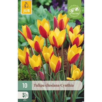 JUB Tulipán - clusian Cynthia