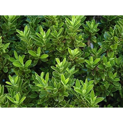 Brslen japonský, Euonymus japonicus Microphyllus, velikost kontejneru 3 l
