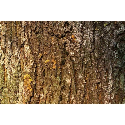 Dimex MS-5-2336 Vliesová fototapeta Kůra stromu s mechem rozměry 375 x 250 cm