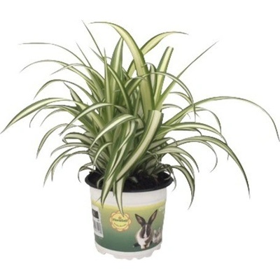 Zelenec chocholatý PetSnack FloraSelf Chlorophytum comosum 20-25 cm květináč Ø 12 cm